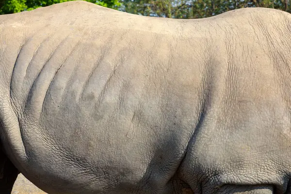 Piel Rinoceronte Blanco Para Mamíferos Vida Silvestre Fondo —  Fotos de Stock