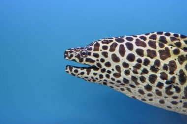 Kafanı kapat Moray yılan balığı.