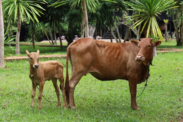 Family Red Cow Stay Graden — Stock Photo, Image