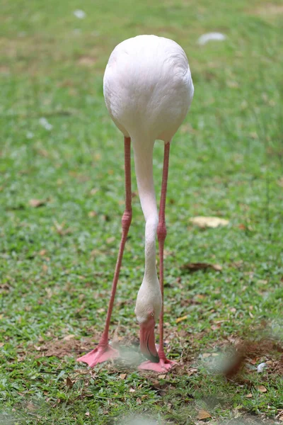 Flamingo Stand Nature Garden — Foto de Stock