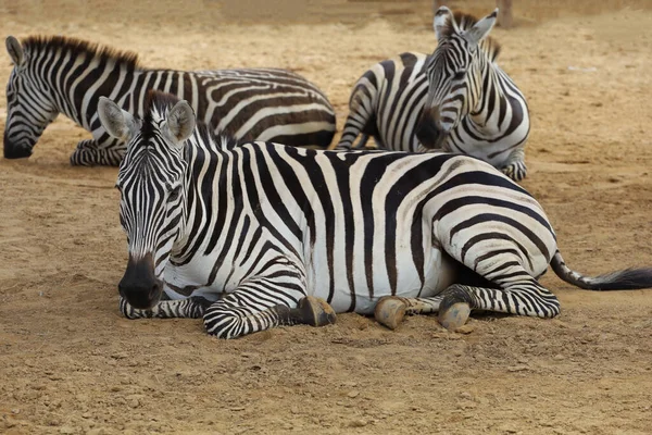 Burchell Zebra Eatting Farm Thailand — Stock Photo, Image