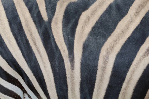 Haut Aus Nächster Nähe Das Burchell Zebra Ist Schwarz Weiß — Stockfoto