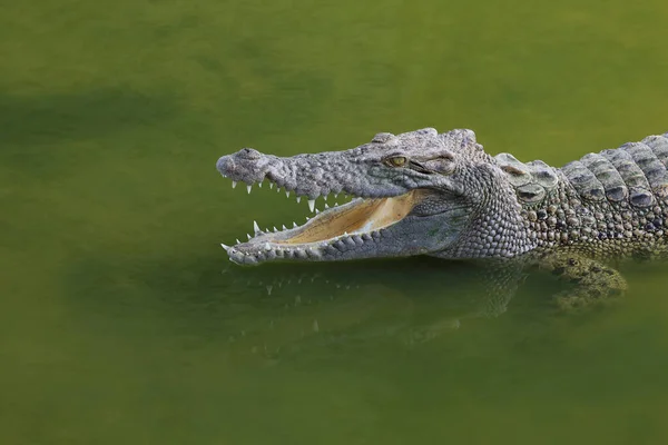 Zamknij Się Duży Głowa Krokodyl Pokaż Głowę Rzece — Zdjęcie stockowe