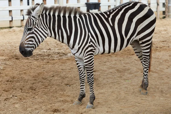 Zebra Burchell Fazenda Tailândia — Fotografia de Stock