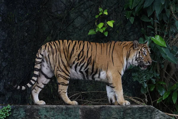Bengaltiger Aus Nächster Nähe Ist Schönes Tier Und Gefährlich Wald — Stockfoto