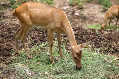 Tayland 'daki bahçedeki geyik