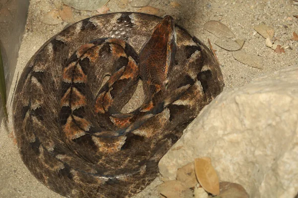 Zamknij Się Malezyjski Pit Viper Wąż Jest Reszta Podłodze Piasku — Zdjęcie stockowe
