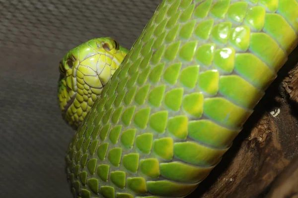 Gros Plan Vipère Serpent Vert Sur Arbre Thaïlande — Photo