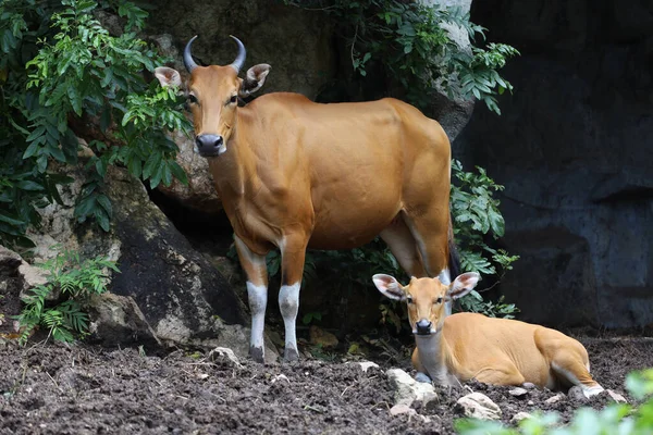 The female and baby red cow in nature garden