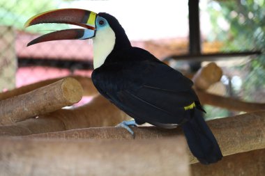 Tahtadaki Toco Toucan kuşu.