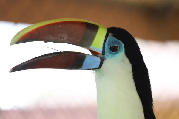 Toco Tucano Pássaro Madeira — Fotografia de Stock