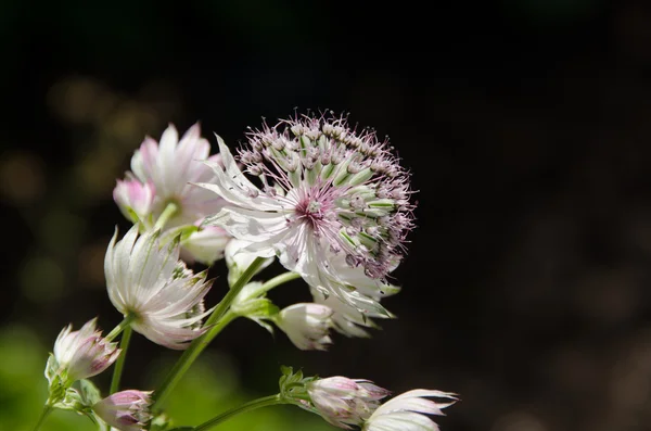 Квітка Astrantia — стокове фото