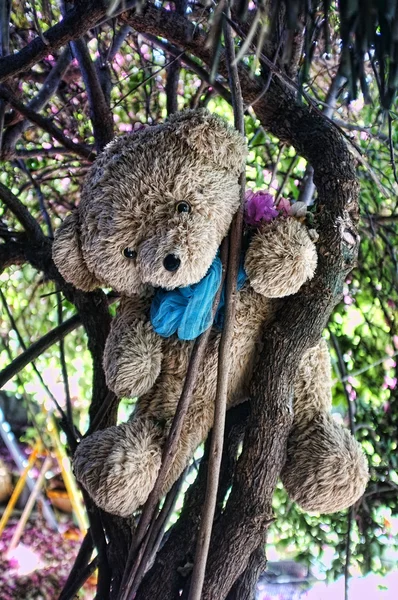Тедди на дереве — стоковое фото
