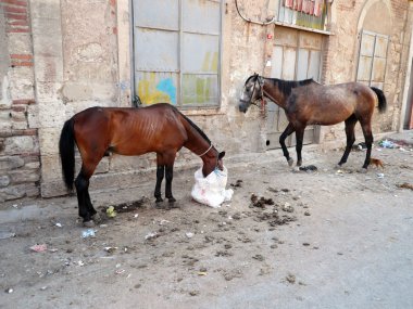 Gypsy atlar sokaklarda besleniyor