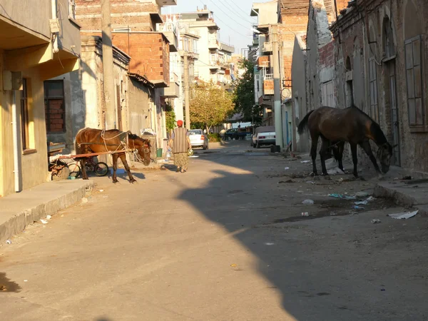 Цыганские лошади кормятся на улицах — стоковое фото