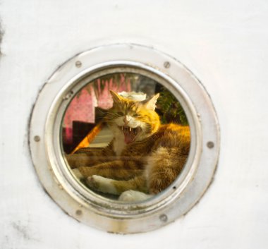 kedi dinlenme ve bir tekne-evi içinde esneme