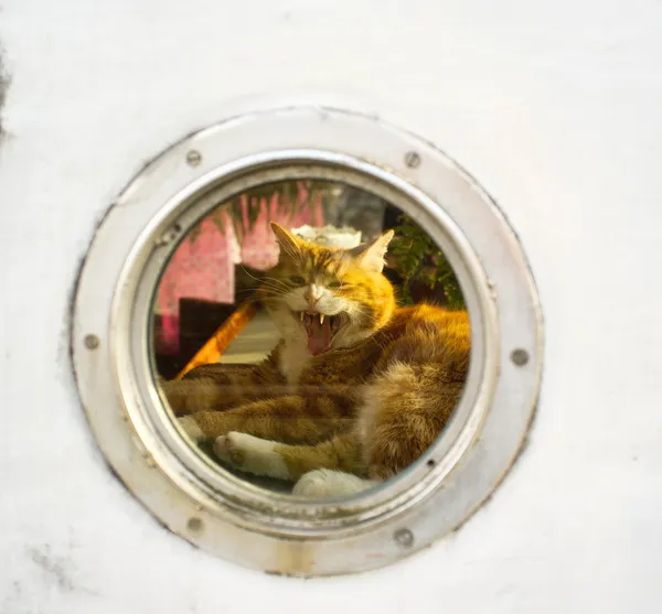 Cat is resting and yawning inside a houseboat — Stock Photo, Image