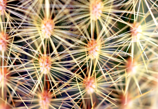 Close up cactus spines — Stock Photo, Image