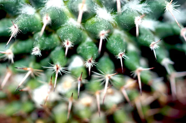 Close up cactus spines — Stock Photo, Image