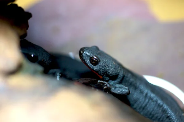 Chinese fire belly newt — Stock Photo, Image