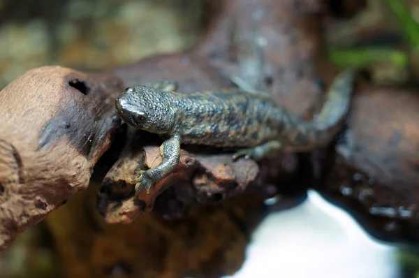 Spanish Ribbed newt — Stock Photo, Image