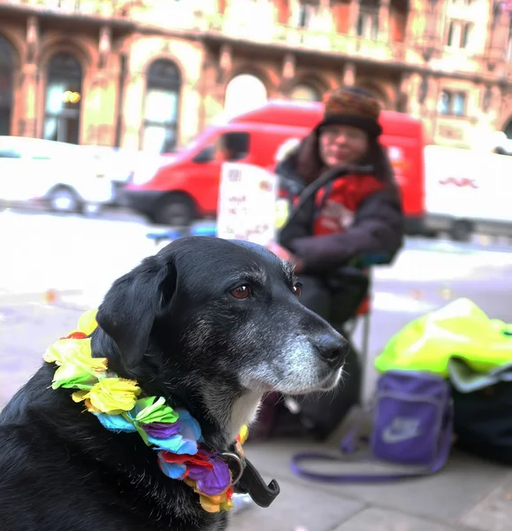 Obdachlose und ihr Hund — Stockfoto