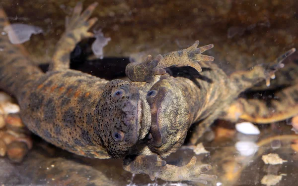 Uppvaktning av iberiska newt — Stockfoto