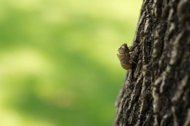 Ağustosböceği (Hemiptera: Cicadidae) deri