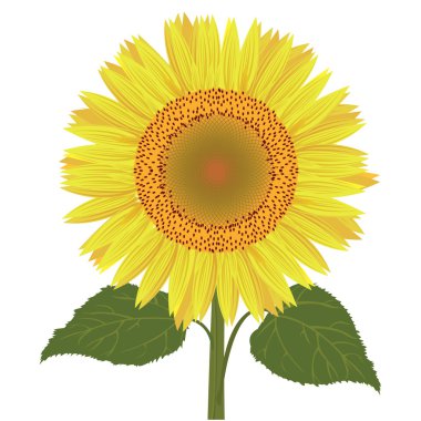 Ayçiçeği yaprakları vektör ile