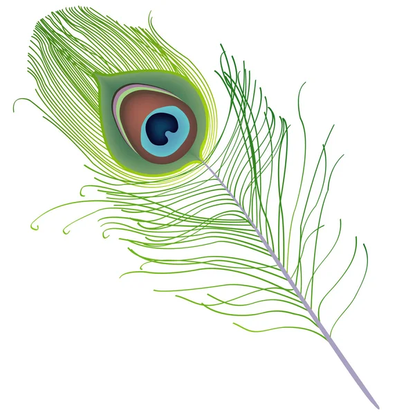 Peacock feather vector — Stock Vector