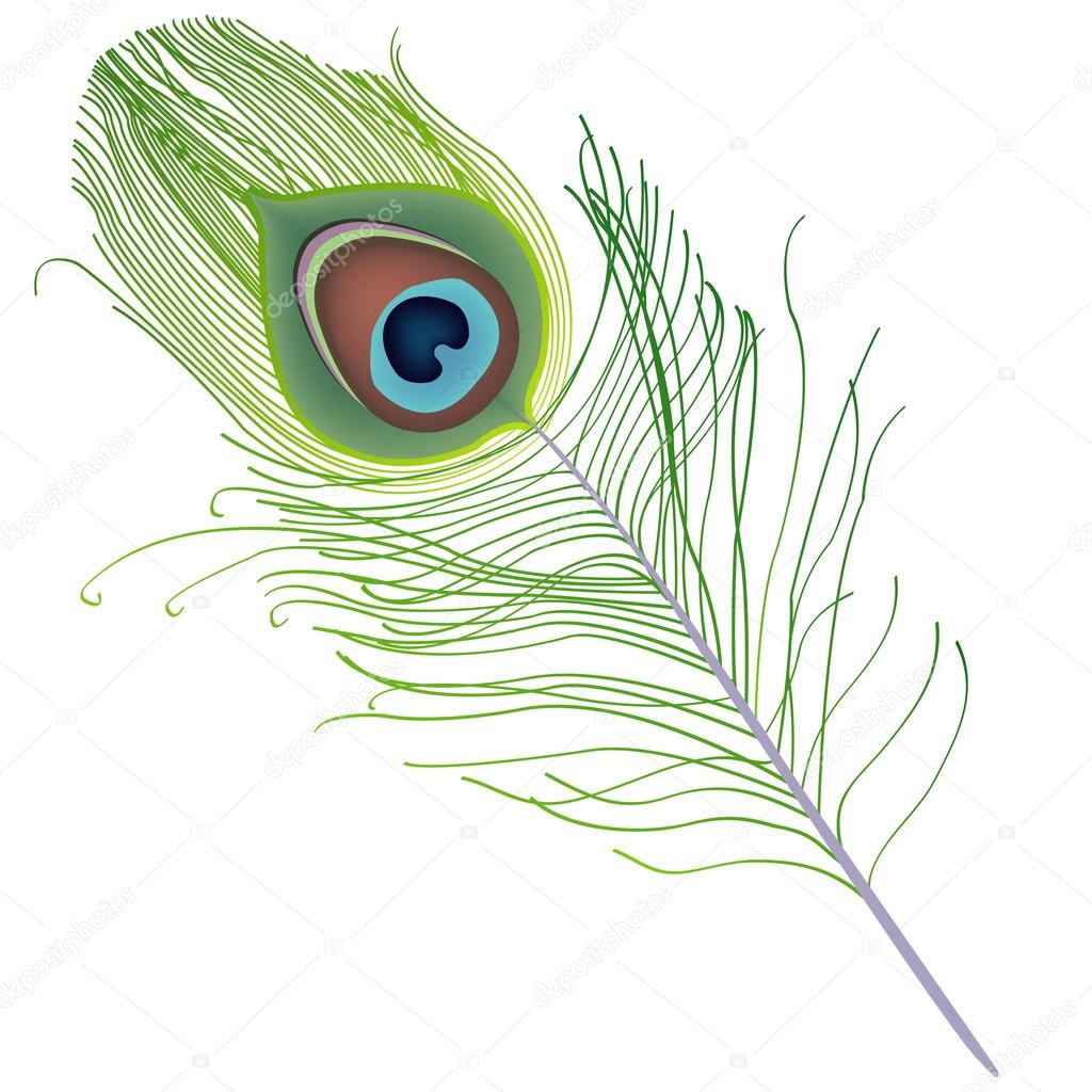 Peacock feather vector — Stock Vector © attaphongw #29158733