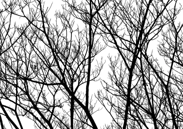 Tree Twigs Silhouette Vector — Stock Vector