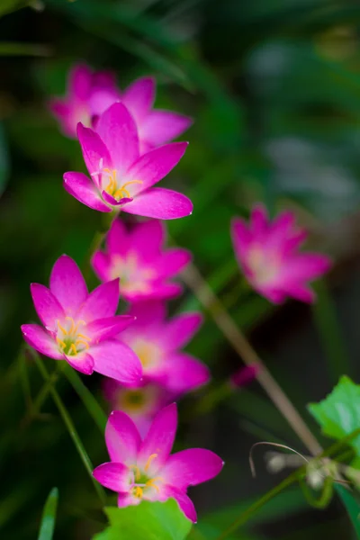Rosa blomster – stockfoto