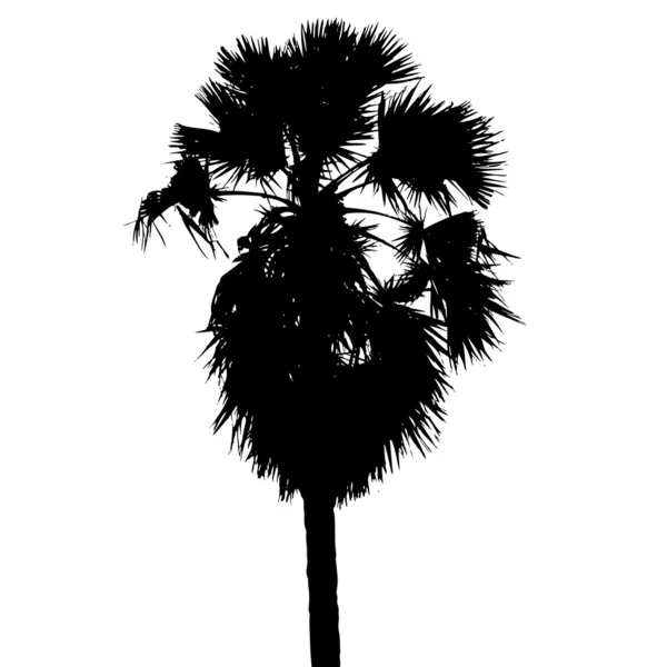 Sugar palm silhouette vector — Stock Vector