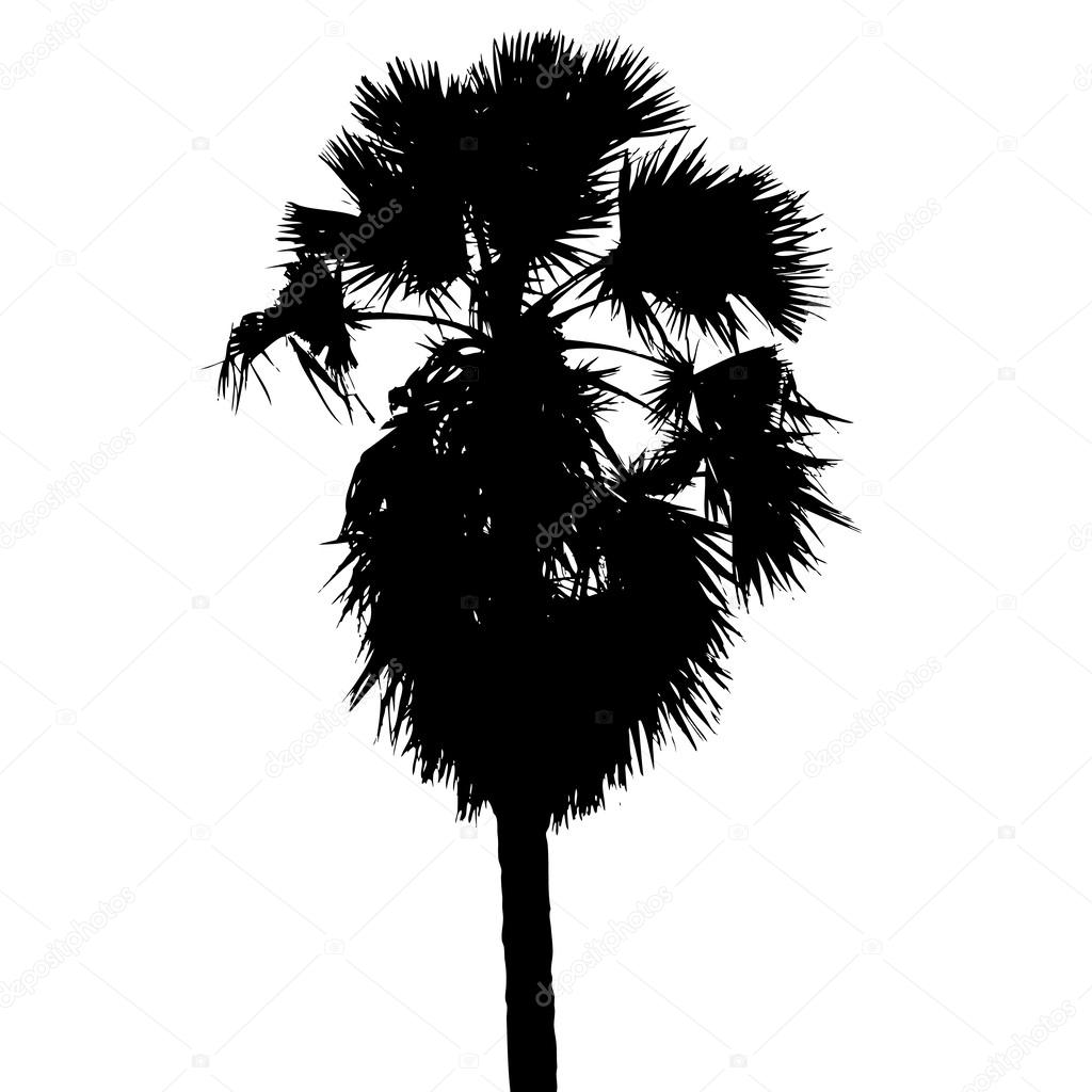 Sugar palm silhouette vector