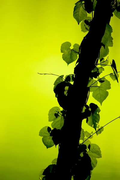 Videira crescendo em uma árvore — Fotografia de Stock