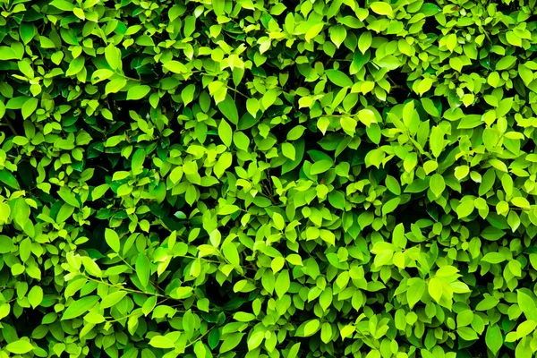 Green leaves background — Stock Photo, Image