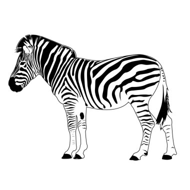 Zebra vektör