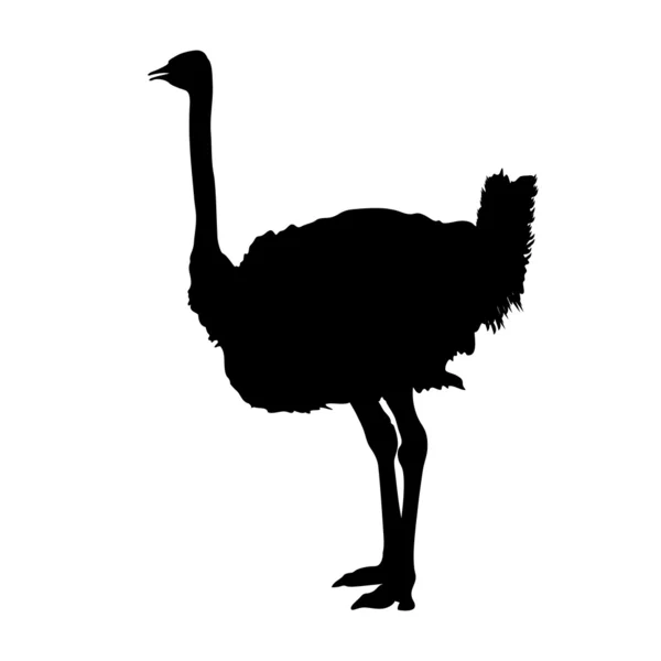 Ostrich silhouette vector — Stock Vector