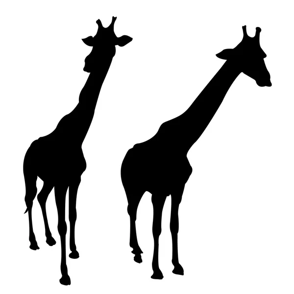 Silhouette of giraffe — Stock Vector