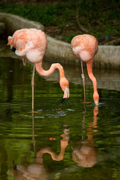 Bird flamingo — Stock Photo, Image