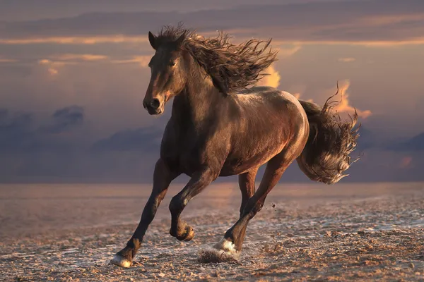 Correndo cavalo na praia de areia por do sol — Fotografia de Stock