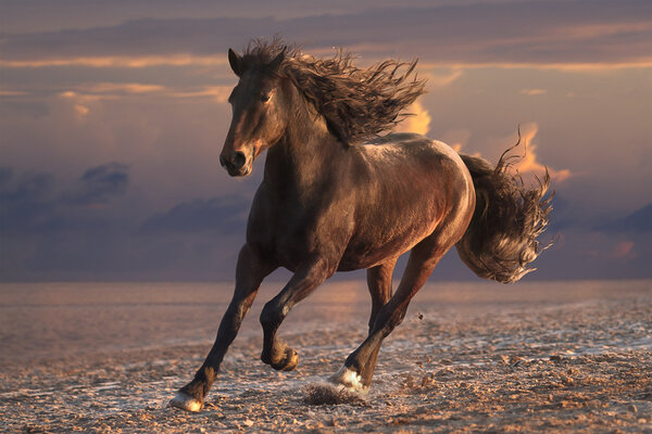 Running horse on sunset sandy beach