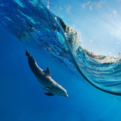 a víz alatti úszás delfinekkel