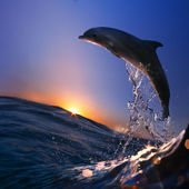 krásný delfín skočil z watrer na čas západu slunce