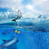 Картина, постер, плакат, фотообои "flock of dolphins underwater one flipper jumping from foamy wave", артикул 13898245