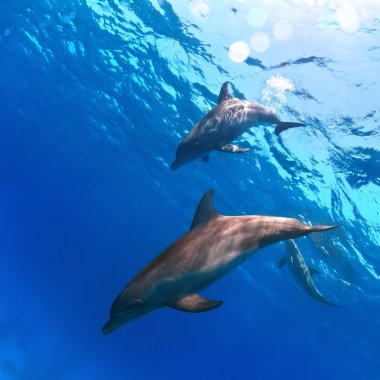 two funny nice dolphins underwater clipart