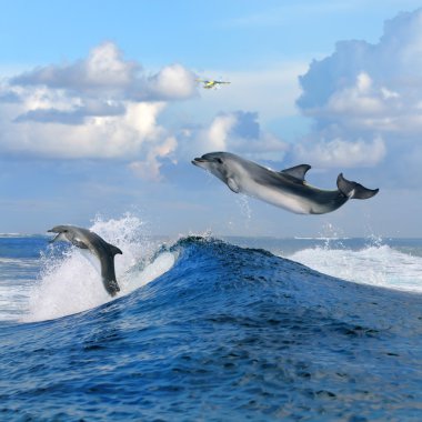 Картина, постер, плакат, фотообои "oceanview и два дельфина выпрыгивают из кудрявой волны
", артикул 13898257