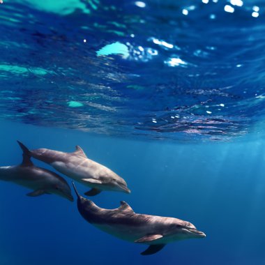 three dolphins swimming underwater clipart