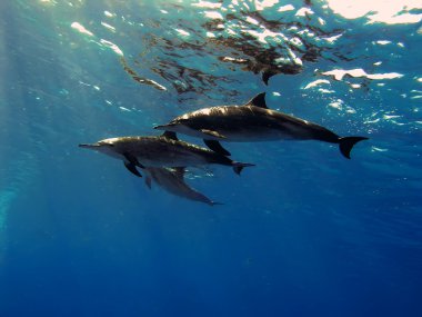 üç güzel yunuslar sualtında poz